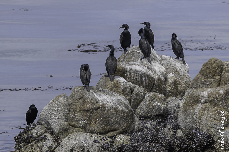 pacificgrove